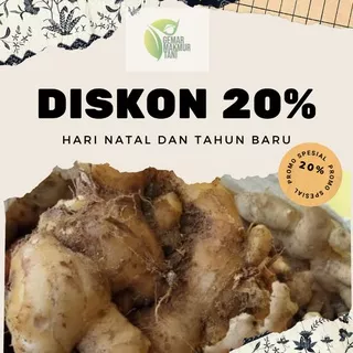 jahe/ jahe gajah/ jahe 1kg/ jahe gajah 1kg/jahe putih/ jahe besar/ jahe segar 1kg/ Jahe Murah