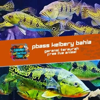 Ikan Hias Predator Peacock Bass Kalbery Bahia Pbass Garansi - Oscar Palmas Lohan Catfish Arwana - predator fish Azul Xingu