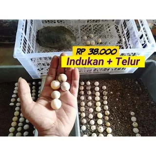 Telur kura bulus PLUS  Indukan