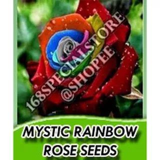 Biji Bunga Dark Rainbow Rose (Rainbow Mistic Rose)
