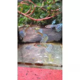 Guppy Indukan Sepasang Yellow Cobra Ikan Hias Guppy Murah