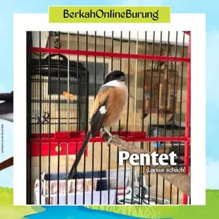 Burung Pentet Jantan Bahan Rawatan Atau Burung Cendet Jantan