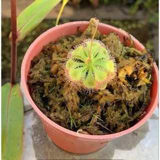 Drosera Burmanii (Dewasa)