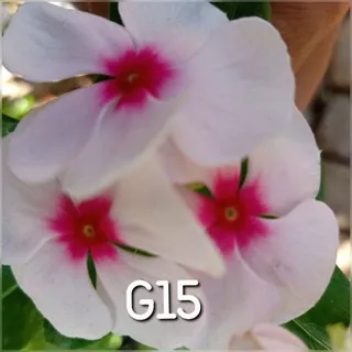 Vinca gantung G15.vinca.bunga vinca juntai.benih vinca.vinca juntai.bunga vinca.biji bunga vinca.bunga vinca gantung