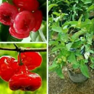 Bibit jambu air kancing merah