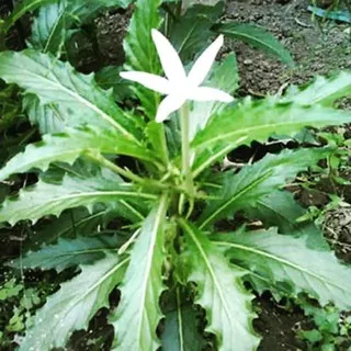 Kitolod Tetes Mata, Kitolod Tanaman, Bunga Kitolod Kesehatan Mata (laurentina longiflora)