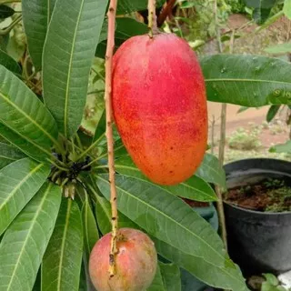 BIBIT MANGGA YUWEN MERAH SUPER