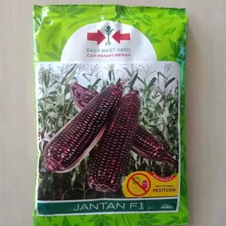 Benih Jagung Ungu Antioksidan JANTAN F1 isi 250 gram Cap Panah Merah