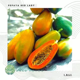 Benih Bibit Biji - Pepaya Red Lady Papaya Bangkok Jingga F1 Seeds - Panen Dalam 300 Hari