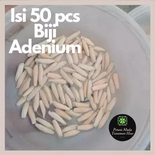 Benih Bibit Kamboja Jepang Isi 50 Biji Terbaik Adenium Lokal