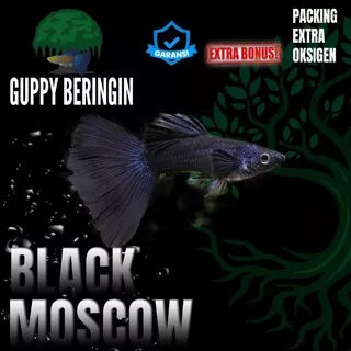 Ikan Guppy Ikan Guppy Sepasang Ikan Guppy Indukan Ikan Guppy Murah Ikan Guppy Paket Black Moscow