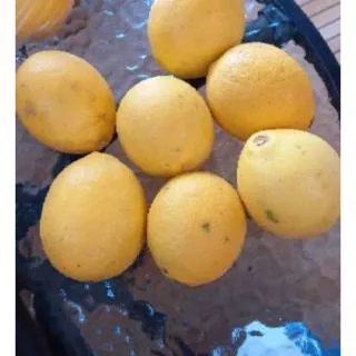 Lemon california lokal super