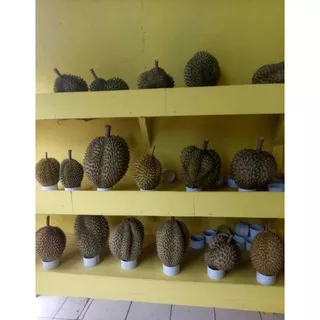 BUAH DURIAN MONTONG LOKAL BANYUWANGI TEBAL MANIS MURAH