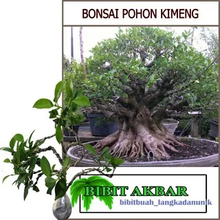 Bibit Tanaman Bonsai Pohon Kimeng