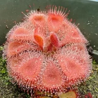 Drosera Burmanii Humpty Doo ( Tanaman Hidup / Bukan Biji )