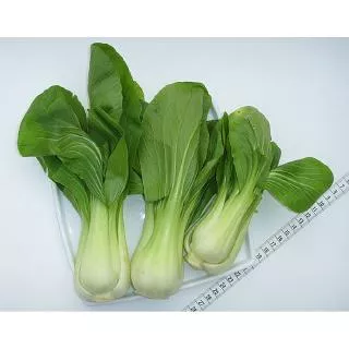 Benih Pak Choi / Pakcoy / Bok Choy / Pak Choy / Sawi Sendok F1