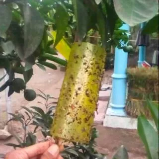 SPIDER INSECT TRAP lem perangkap hama kutu kebul thrips kaper ngengat