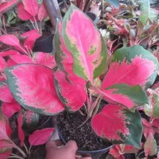 Tanaman aglonema kochin - tanaman indoor aglonema kochin - aglonema kochin - aglonema kocin