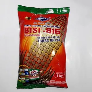 Benih jagung bisi 816 1 kg hibrida f1 super tahan bulai