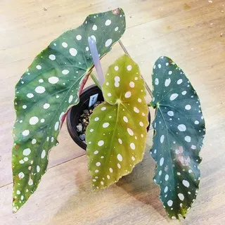 2.2 COD SALE jual tanaman hias Begonia polkadot - jual tanaman hias begonia maculata- BEGONIA