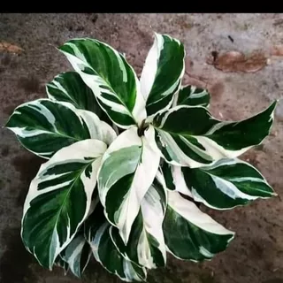 tanaman hias katelia tisu putih / calathea tisu white fushion