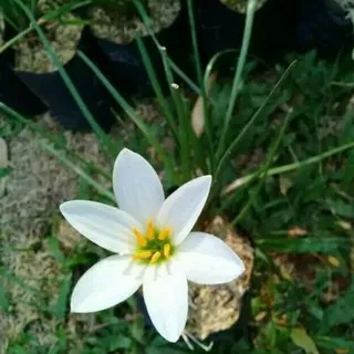( BISA COD ) Tanaman Hias Kucai Tulip Bunga Putih / Bunga Hiasan Taman Kucay Tulip