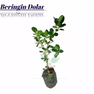 Bibit dolar tanaman bonsai bibit beringin dolar Dan beringin Korea pohon Hias Bonsai dolar Beringin korea