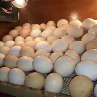 Telur Tetas Fertil Ayam Elba Asli Batikan Temanggung
