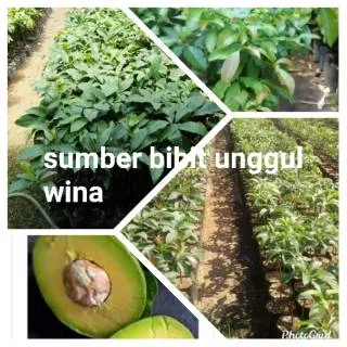 bibit alpukat wina