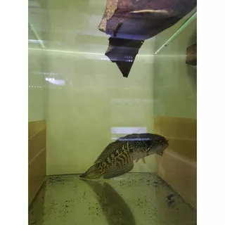 Channa auranti macullata 18-20cm. channa hias ikan channa