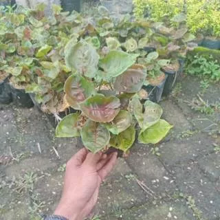 Tanaman hias syngonium maria / tanaman syngonium / tanaman syngonium mini