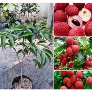 Bibit Tanaman Buah Leci Kom Qualitas Unggul-Bibit Leci Merah Cangkok Asli-Bibit Buah Leci Kom Super