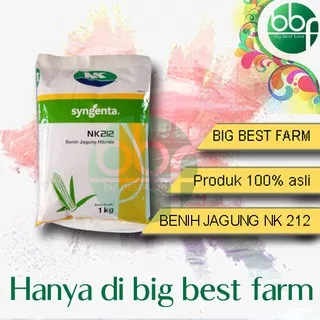 Bibit Jagung Hibrida NK 212 1kg