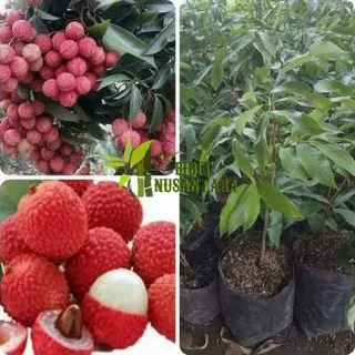 Bibit buah leci kom merah bisa berbuah di datara rendah/tinggi