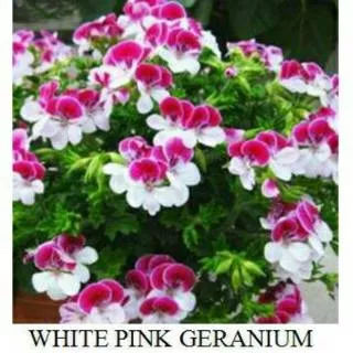 Benih Bibit Biji Bunga Pink White Geranium