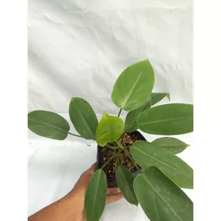 Philodendron Hijau Tanaman Hias ( rimbun )