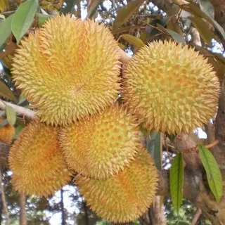 Bibit Tanaman Buah Durian Matahari 60cm