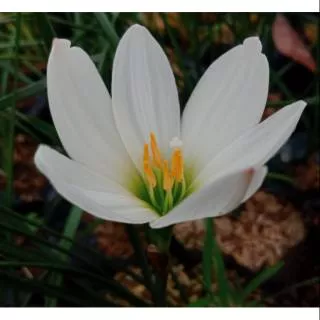 Tanaman hias bunga kucai tulip putih,