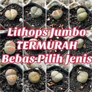 Lithops Jumbo TERMURAH Bebas Pilih