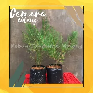 Cemara Udang pohon cemara murah bahan bonsai tanaman hias cemara