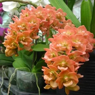 Rhynchostylis Gigantea `Orange` Dewasa