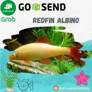 Ikan Hias aquarium REDFIN ALBINO ikan air tawar aquascape lucu unik menarik