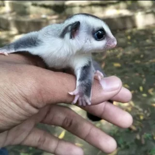 Sugar Glider Joey White Face/Hewan Lucu/Mainan Anak