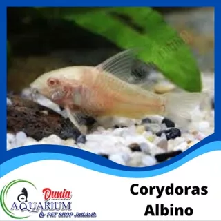 Ikan Hias Corydoras Albino Aquascape Aquarium Akuarium Air Tawar