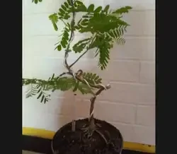 bibit tanaman asam jawa, bahan bonsai