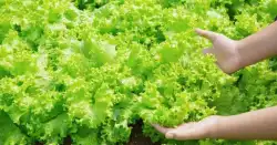 Amefurashi 100 Benih Sayur Selada Ijo Bibit Lettuce Eceran Murah Kualitas oke