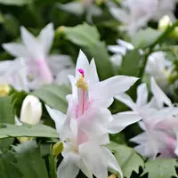 tanaman wijaya kusuma kepiting bunga putih/ wijaya kusuma