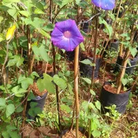 Tanaman Hias rambat morning glory | morning glory | tanaman rambat