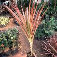 Tanaman hias Dracaena tricolor