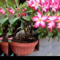 tanaman hias kamboja jepang /tanaman adenium